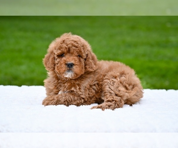 Medium Photo #5 Goldendoodle (Miniature) Puppy For Sale in MILLERSBURG, OH, USA