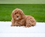 Small #4 Goldendoodle (Miniature)