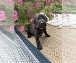 Puppy Bandit Labrador Retriever