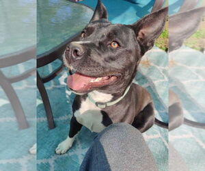 Marcy - Female Labrador Retriever-Unknown Mix Dog for Adoption - Photo #4
