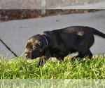 Small Photo #5 Labrador Retriever Puppy For Sale in RICHMOND HILL, GA, USA