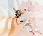 Small #31 Chihuahua
