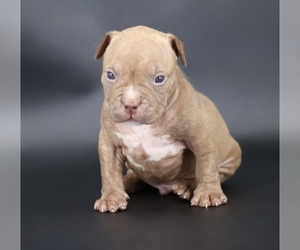 American Bully Puppy for sale in CHAMPAIGN, IL, USA