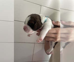 Medium English Springer Spaniel