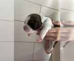 Puppy Lydia English Springer Spaniel