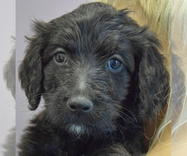 Medium Photo #5 Spaniel-Unknown Mix Puppy For Sale in Huntley, IL, USA
