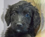 Small #4 Spaniel Mix