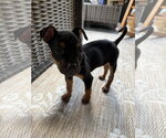 Small #2 Mutt