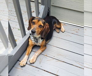 Beagle-Unknown Mix Dogs for adoption in Fairfax, VA, USA