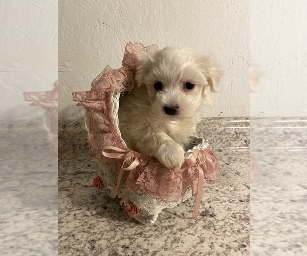 Medium Photo #2 Maltipoo Puppy For Sale in GREENVILLE, NC, USA