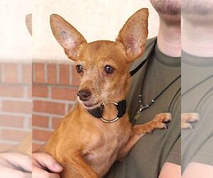 Chihuahua Dogs for adoption in Carrollton, TX, USA