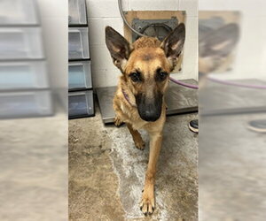 Mutt Dogs for adoption in San Andreas, CA, USA