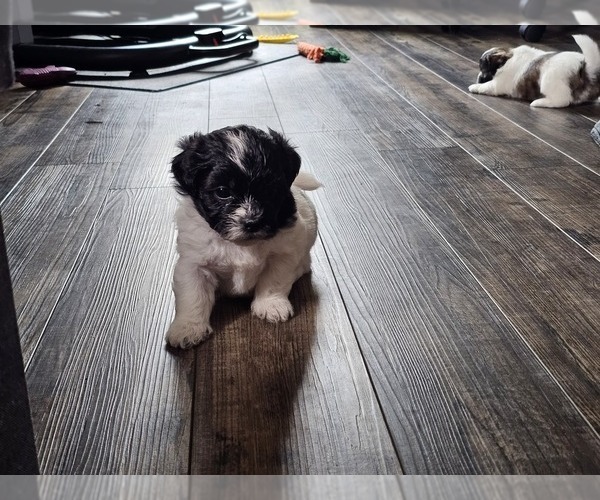 Medium Photo #4 Zuchon Puppy For Sale in LEXINGTON, OH, USA