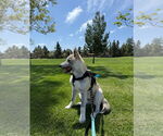Small #2 Huskies  Mix