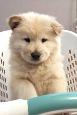 Chow Chow Puppy for sale in SAN DIEGO, CA, USA