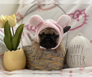 French Bulldog Puppy for sale in OJAI, CA, USA