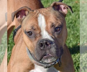 Bull-Boxer Dogs for adoption in Huntley, IL, USA