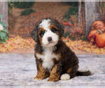 Kyra - Female Bernedoodle (Miniature) Puppy for Sale - Photo #2
