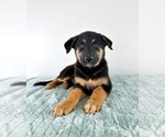 Small #1 Cattledog Shepherd