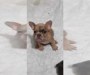 French Bulldog Puppy for sale in HOUSTON, TX, USA