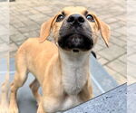 Small #2 American Pit Bull Terrier-Labrador Retriever Mix