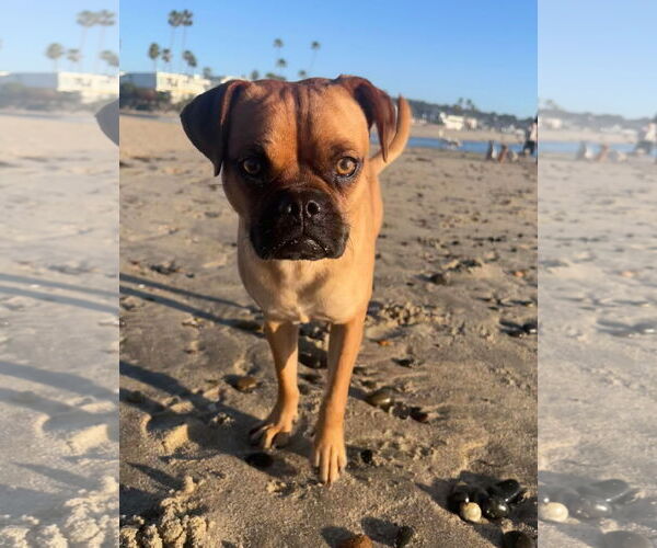 Medium Photo #4 Box-a-Pug Puppy For Sale in Temecula, CA, USA