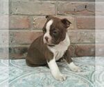 Small #2 Boston Terrier
