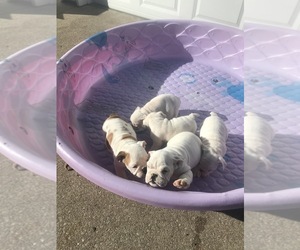 English Bulldog Puppy for sale in MINOOKA, IL, USA