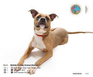 Boxer-Bull Terrier Mix Dogs for adoption in Mobile, AL, USA