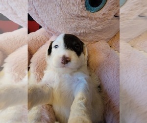 Portuguese Water Dog Puppy for Sale in SWINK, Colorado USA