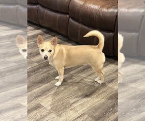 Chihuahua-Unknown Mix Dogs for adoption in Lebanon, PA, USA