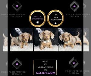 Dachshund Puppy for sale in WARSAW, IN, USA