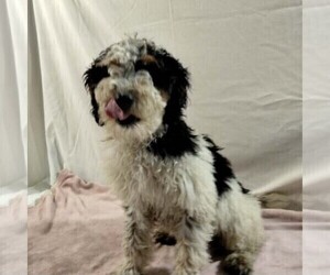 Bernedoodle Puppy for sale in FREDONIA, PA, USA