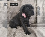 Small #1 Cane Corso