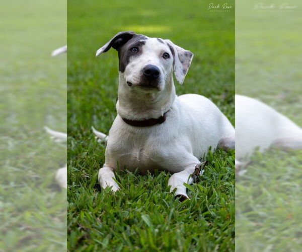 Medium Photo #2 American Bulldog-Whippet Mix Puppy For Sale in Milner, GA, USA