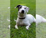 Small #1 American Bulldog-Whippet Mix