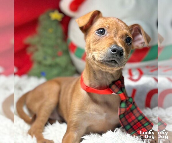 Medium Photo #2 Chihuahua-Unknown Mix Puppy For Sale in Washington, DC, USA