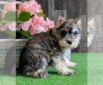 Small #2 Schnauzer (Miniature)