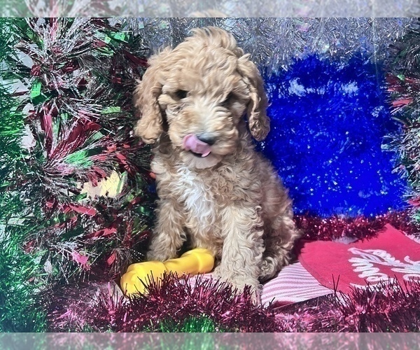 Medium Photo #5 Poodle (Miniature) Puppy For Sale in DURHAM, CT, USA