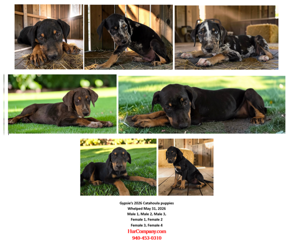 Medium Photo #2 Catahoula Leopard Dog Puppy For Sale in CUMBY, TX, USA
