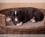 Small Photo #2 Boxador Puppy For Sale in Grovertown, IN, USA