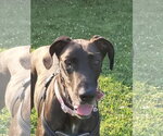 Small Great Dane