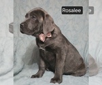 Small #8 Cane Corso