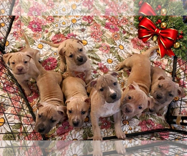 Medium Photo #2 Muscle Mastiff Puppy For Sale in Pompano Beach , FL, USA