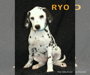 Dalmatian Puppy for sale in EXCELSIOR SPRINGS, MO, USA