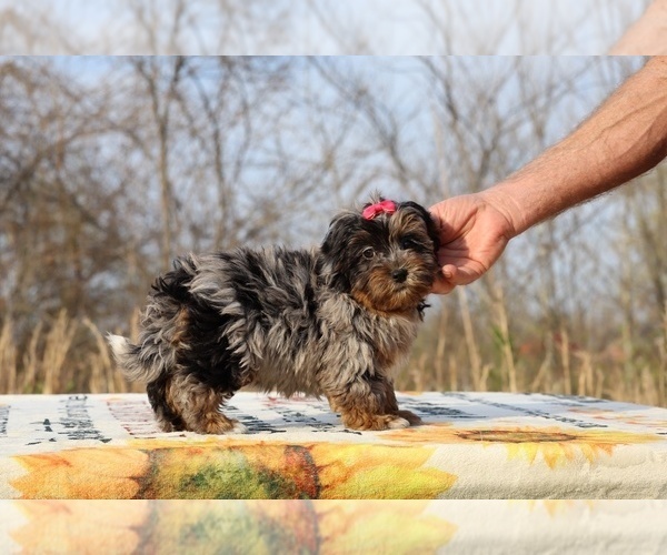 Medium Photo #15 ShihPoo Puppy For Sale in DYERSBURG, TN, USA