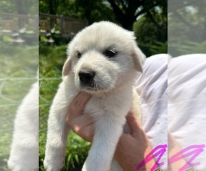 Great Pyrenees Puppy for sale in DILLWYN, VA, USA
