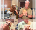 Small #1 Golden Retriever