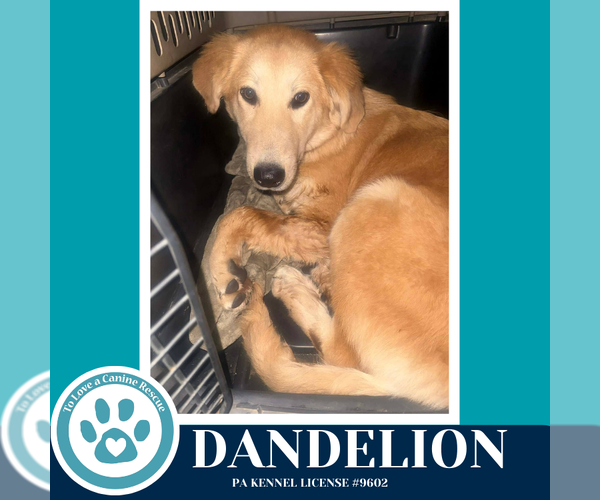 Medium Photo #3 Golden Retriever Puppy For Sale in Kimberton, PA, USA