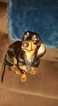 Small Photo #1 Dachshund Puppy For Sale in WOODLAND PARK, CO, USA